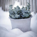 Cilla Med Fat från Vålamagasinet Krukor och vaser, Byarums Bruk, Image-2