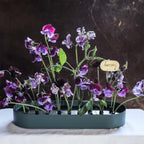 Jubel Vas från Vålamagasinet Krukor och vaser, Klong, Image-2